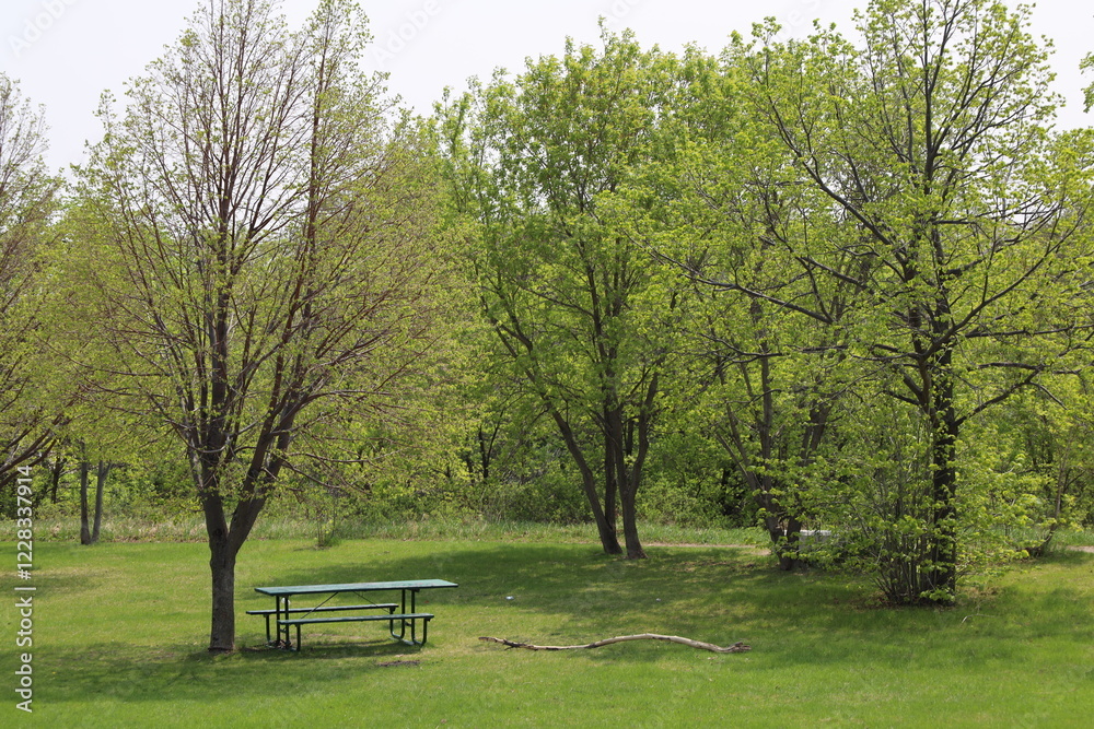 wide-angle panoramic pastoral spring landscape with picnic table under fresh green shady leafing trees and fallen limb on thick grass wide-angle panoramic pastoral spring landscape with picnic table under fresh green shady leafing trees and fallen limb on thick grass