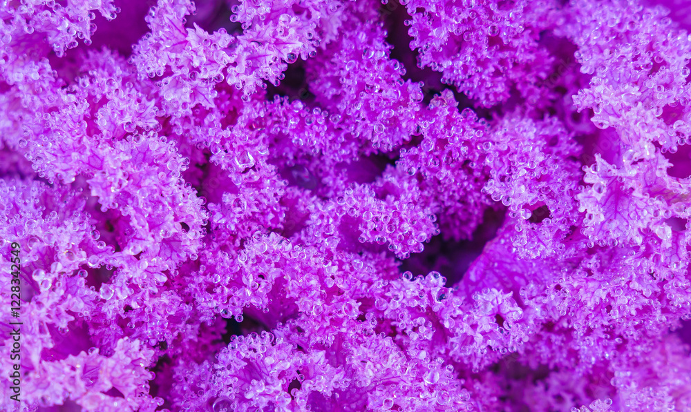 Obraz premium Beautiful Cabbage Ornamental blooming flowers blossom naturally in the garden plant at the highest mountain of a famous place on the travel attraction destination of Chiang Mai, Thailand.