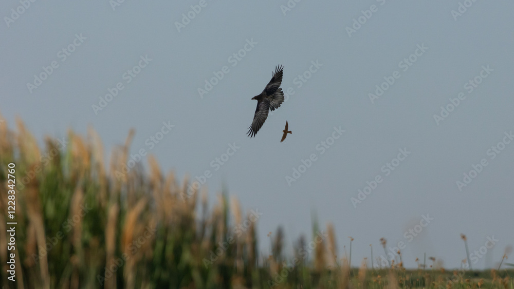 A blackbird chases a raven away from its nest among the marsh grasses in the Bear River Migratory Bird Refuge in Brigham City Utah. A blackbird chases a raven away from its nest among the marsh grasses in the Bear River Migratory Bird Refuge in Brigham City Utah.
