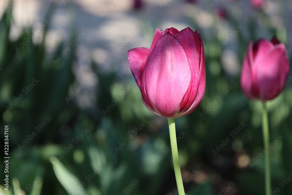 Naklejka premium close-up macro single sun-dappled purple pink tulip blossom against leafy green backdrop