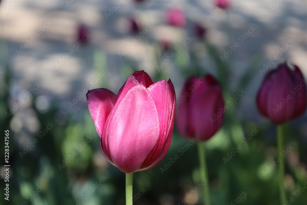 Fototapeta premium close-up macro single sun-dappled purple pink tulip blossom against leafy green backdrop
