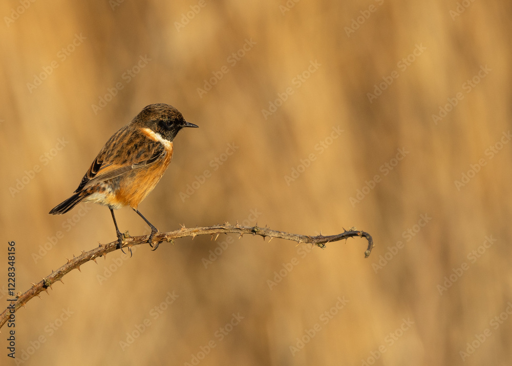 European Stonechat (Saxicola rubicola), commonly found in open habitats across Europe, Bull Island, Dublin European Stonechat (Saxicola rubicola), commonly found in open habitats across Europe, Bull Island, Dublin