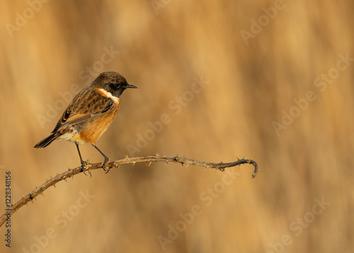 Canvas Print European Stonechat (Saxicola rubicola), commonly found in open habitats across E