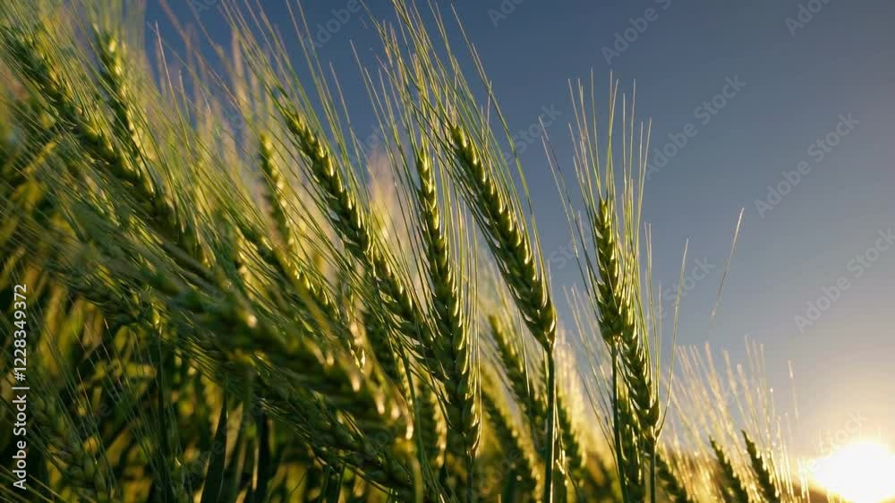A breathtaking 4K close-up shot capturing a lush green wheat field, bathed in golden sunlight under a brilliant blue sky. A breathtaking 4K close-up shot capturing a lush green wheat field, bathed in golden sunlight under a brilliant blue sky.