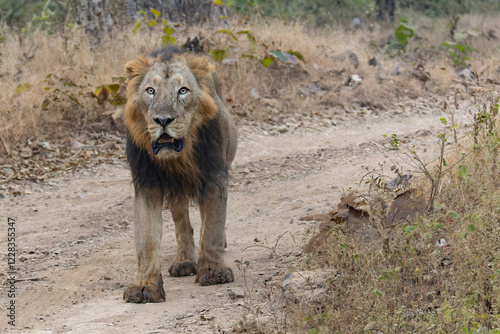 Photography lion in the grass asiatic lion closeup photo from Gir jungle in India