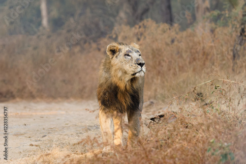 Photography lion in the grass lion in the grass asiatic lion closeup photo from Gir jungle i