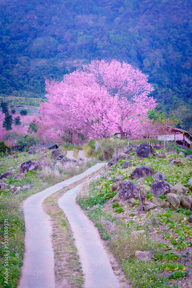 Beautiful Sakura or Cherry Blossom flowers bloom on the high mountain. The famous place of travel attraction destination at Doi Inthanon National Park Chiang Mai, Thailand. Beautiful Sakura or Cherry Blossom flowers bloom on the high mountain. The famous place of travel attraction destination at Doi Inthanon National Park Chiang Mai, Thailand.