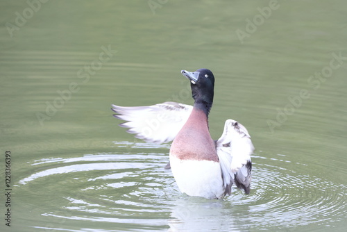 Baer's pochard or Siberian pochard or Siberian white-eye (Aythya baeri) male in Japan photo