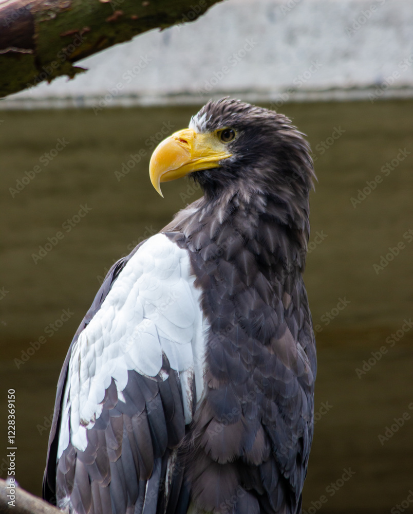 An eagle sits on a tree branch in the Prague Zoo An eagle sits on a tree branch in the Prague Zoo
