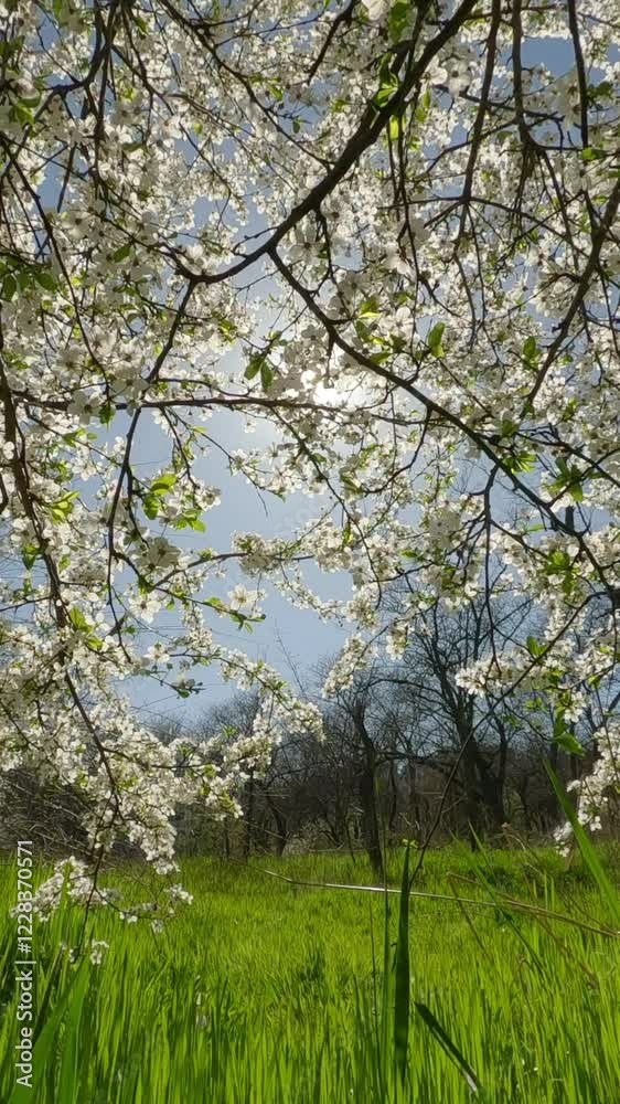 Vertical video, Moving forward through tall thick green grass flying above it and through branches of blossoming cherry tree covered with white flowers in sun backlit (Contre-jour), Pov view, Close-up Vertical video, Moving forward through tall thick green grass flying above it and through branches of blossoming cherry tree covered with white flowers in sun backlit (Contre-jour), Pov view, Close-up