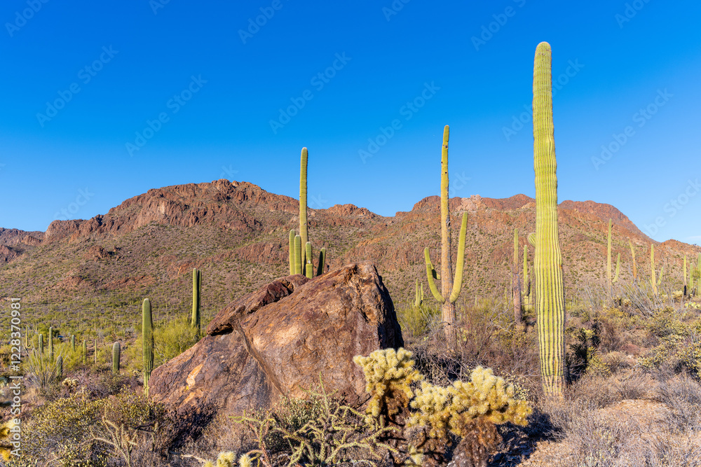 cactus in the desert