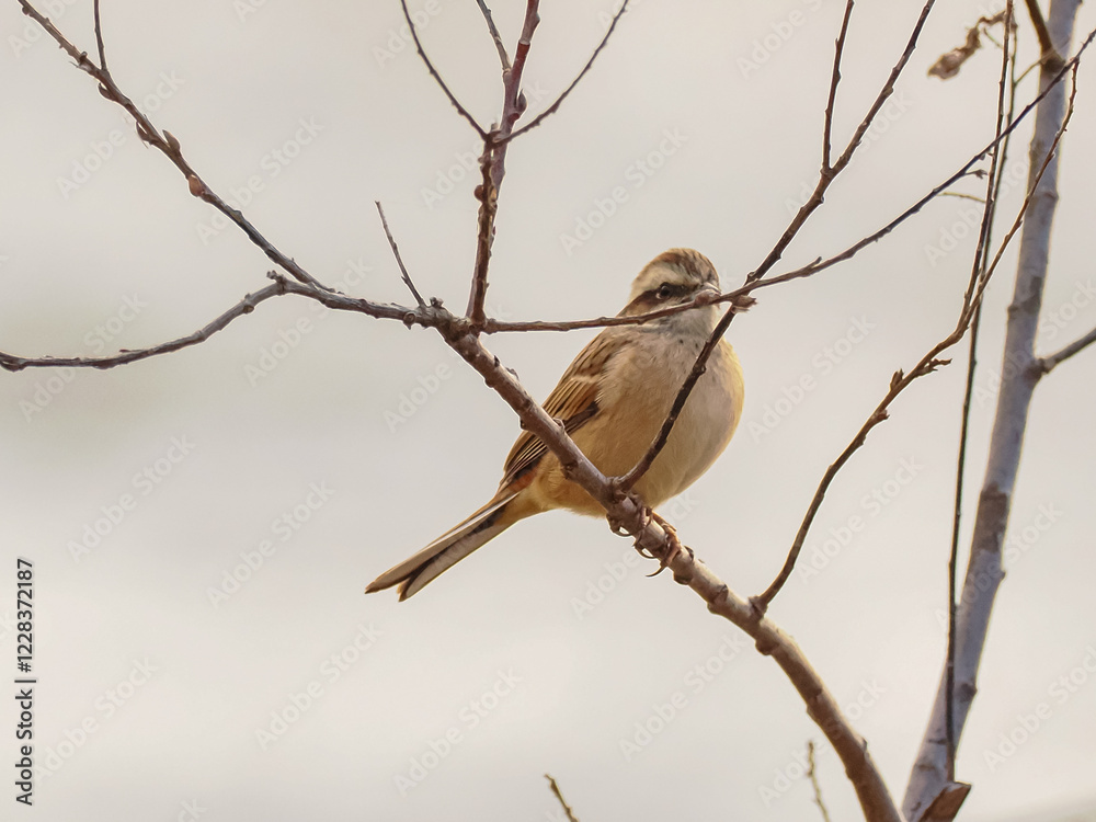 ホオジロ　メス