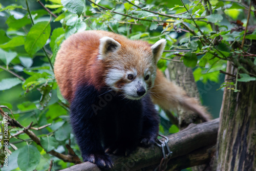 A red panda walks peacefully in a green forest
