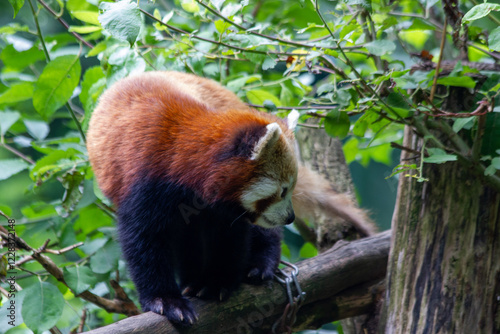 A red panda walks peacefully in a green forest