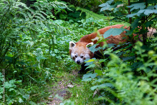 A red panda walks peacefully in a green forest