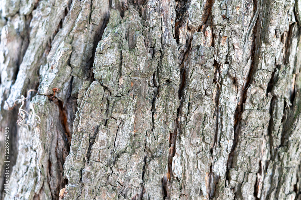 Detailed texture of tree bark showcasing nature's artistry and resilience Detailed texture of tree bark showcasing nature's artistry and resilience