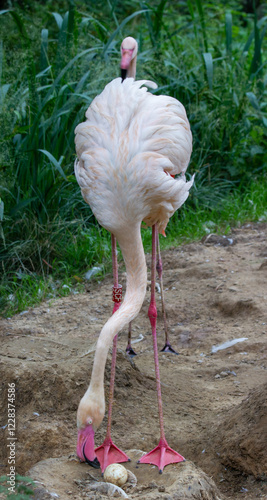 Pink flamingo in a national park in the Czech Republic
