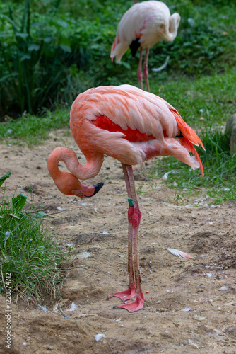Pink flamingo in a national park in the Czech Republic
