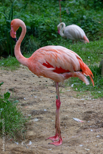 Pink flamingo in a national park in the Czech Republic
