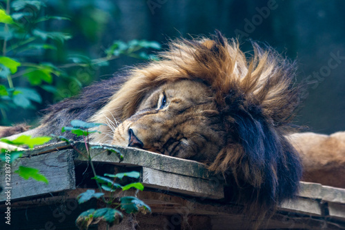 A sleeping lion lies on a wooden floor in the Prague Zoo