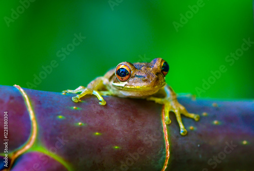 Tree frog on a branch