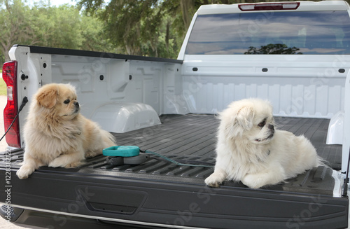2 Pekingese Dogs sitting in the bed of a new white pickup truck
