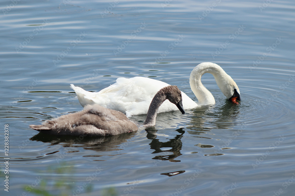 Swans Swans