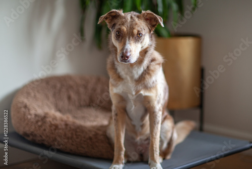 Wallpaper Mural Portrait of a dog, Australian Shepherd sits on a pillow at home and looks at the camera. Cute purebred dog on the floor in daylight Torontodigital.ca