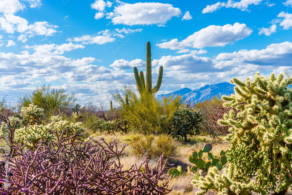 joshua tree in the desert