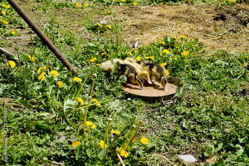 Little ducks that are searching are sitting in the field