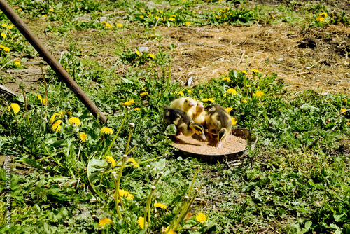 Little ducks that are searching are sitting in the field