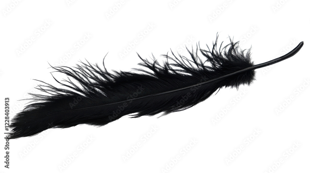 Black feather isolated on transparent background. Transparent background Black feather isolated on transparent background. Transparent background
