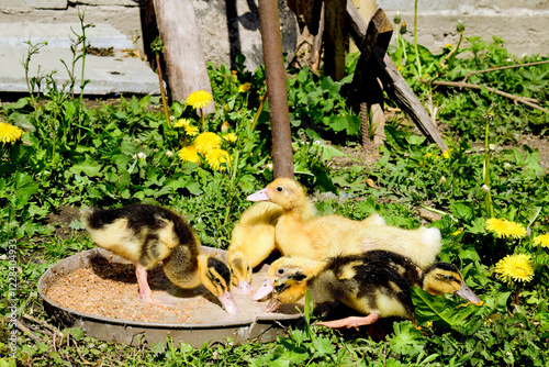 Little ducks that are searching are sitting in the field