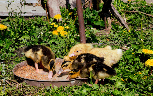 Little ducks that are searching are sitting in the field