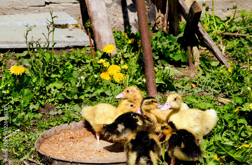 Little ducklings searching for insects in green plants.