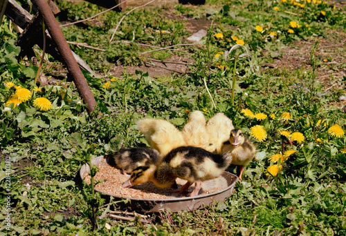 Little ducklings searching for insects in green plants.