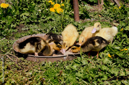 Little ducklings eating feed