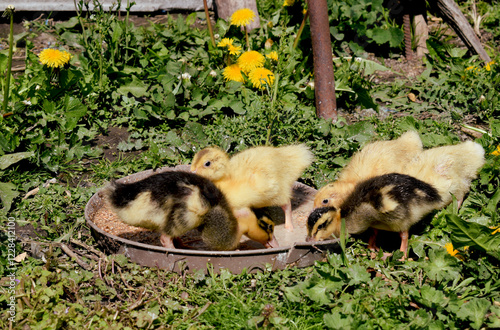 Little ducks that are searching are sitting in the field