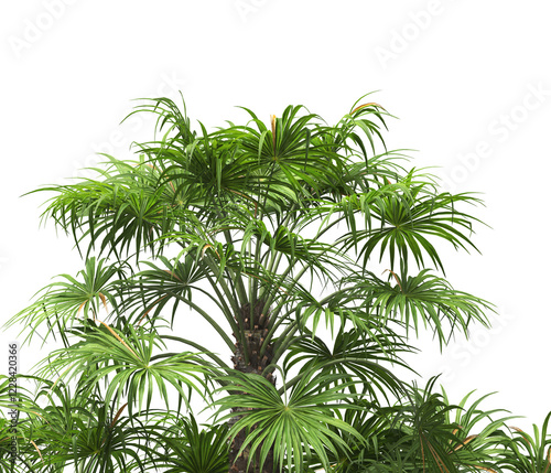 palm Tree leaves isolated white background. also known as the European fan palm, chamaerops humilis, Phoenix roebelenii, dwarf date palm, pygmy date palm, windmill palm, robellini palm, Chusan palm. photo