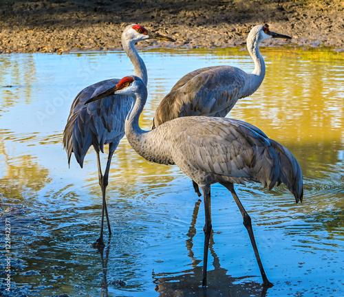 Foto Sandhill cranes in a pond. A group of three birds.