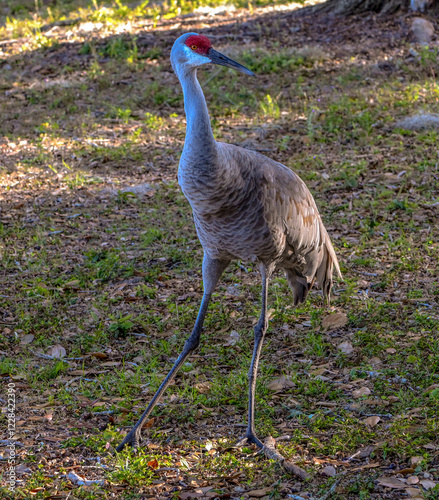 Sandhill Crane in Florida