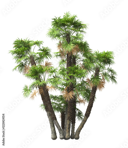 Single palm Tree isolated on white background. also known as the European fan palm, chamaerops humilis, Phoenix roebelenii, dwarf date palm, pygmy date palm, windmill palm, robellini palm, Chusan palm photo