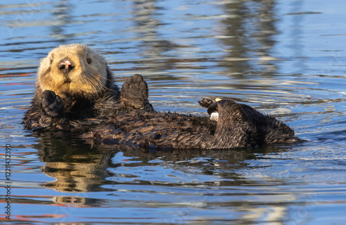 A California Sea Otter relaxing on the water out at Moss Landing Harbor