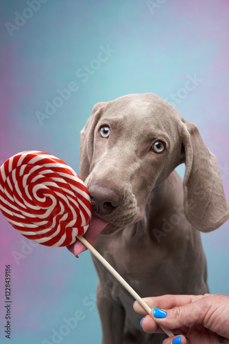 A Weimarane puppyr gently licks a lollipop held by a human hand, set against a soft blue background, showcasing the dog gentle nature and curiosity. photo