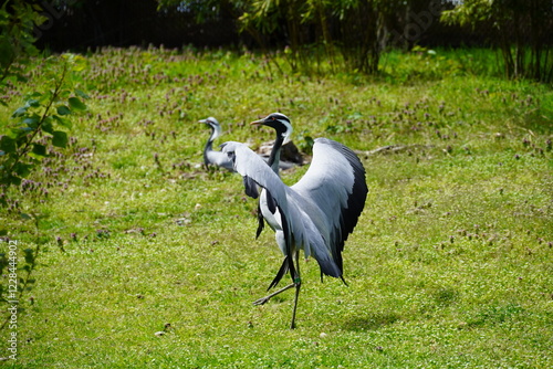 grey crowned crane