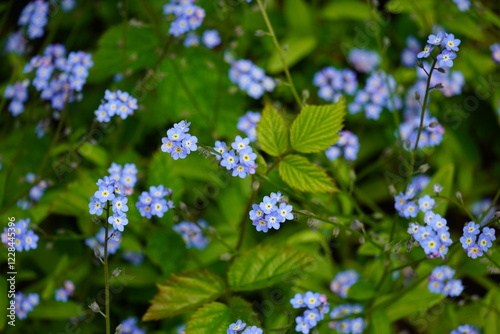 Seattle Flowers