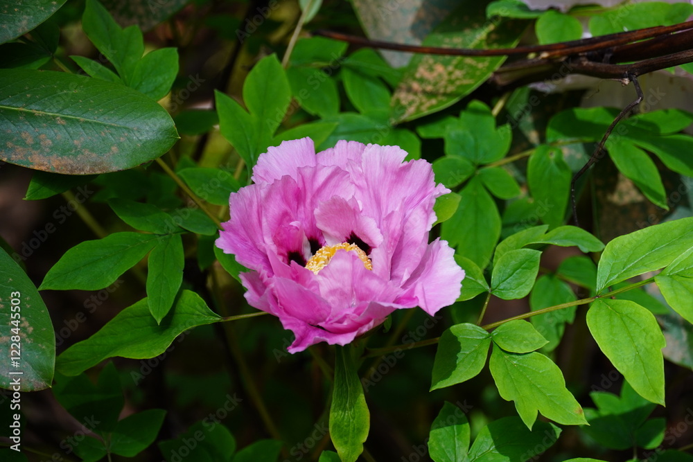 Seattle Flowers