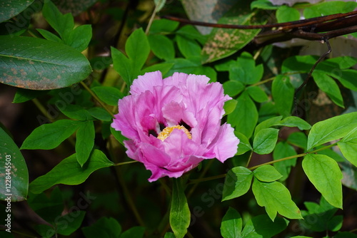 Seattle Flowers