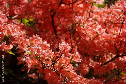 Seattle Flowers