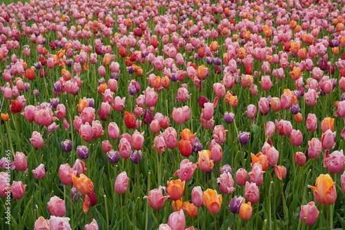 Seattle Flowers
